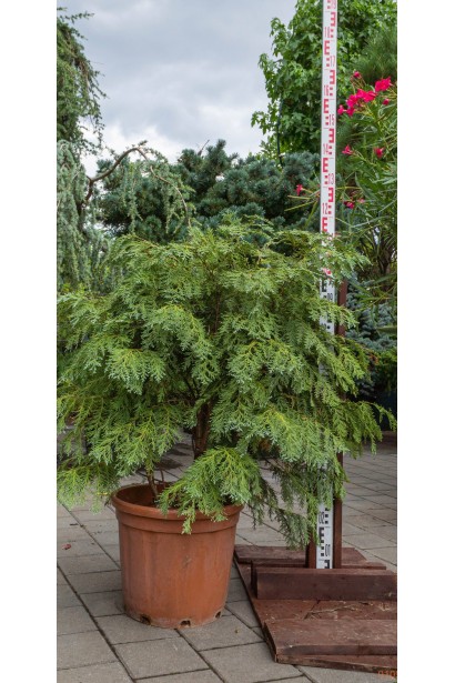 Кипарисовик лавсона Глобоза саджанець